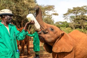 Larro (c) Sheldrick Wildlife Trust