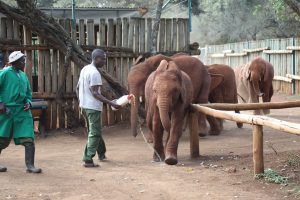 Larro (c) Sheldrick Wildlife Trust