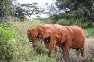 Maisha und Kiombo (c) Sheldrick Wildlife Trust