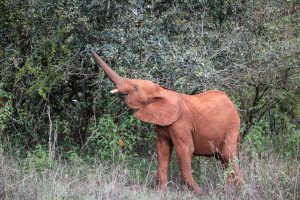Maktao (c) Sheldrick Wildlife Trust