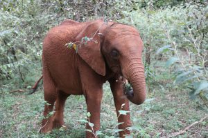 Maktao (c) Sheldrick Wildlife Trust