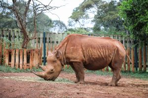 Maxwell (c) Sheldrick Wildlife Trust