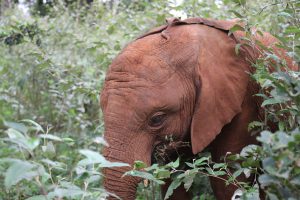Mukkoka (c) Sheldrick Wildlife Trust