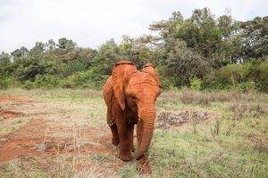 Mukkoka (c) Sheldrick Wildlife Trust