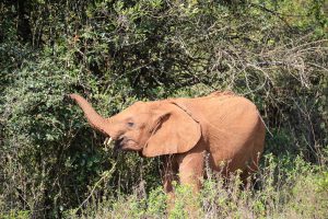 Mukkoka (c) Sheldrick Wildlife Trust