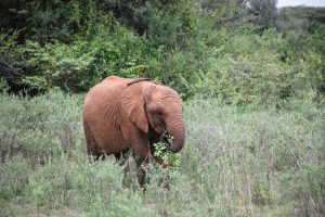 Mukkoka (c) Sheldrick Wildlife Trust