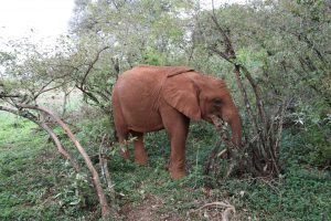 Mukkoka (c) Sheldrick Wildlife Trust