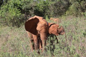 Mukkoka und Olorien (c) Sheldrick Wildlife Trust