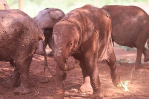 Naboishu (c) Sheldrick Wildlife Trust