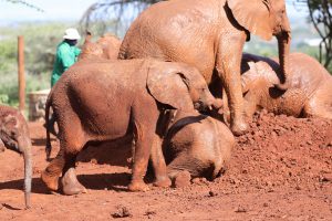 Naboishu (c) Sheldrick Wildlife Trust