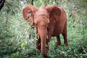 Nabulu (c) Sheldrick Wildlife Trust