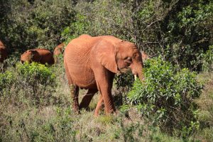 Nabulu (c) Sheldrick Wildlife Trust