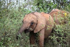Naleku (c) Sheldrick Wildlife Trust