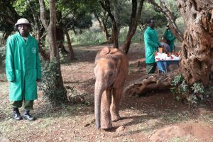 Olorien (c) Sheldrick Wildlife Trust