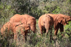 Olorien, Nabulu, Kiasa und Kiombo (c) Sheldrick Wildlife Trust