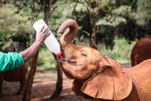 Roho (c) Sheldrick Wildlife Trust