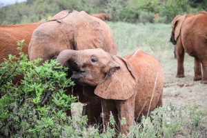 Roho (c) Sheldrick Wildlife Trust