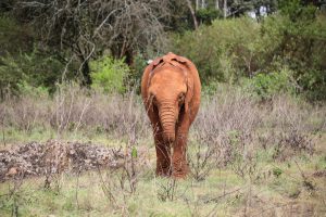 Roho (c) Sheldrick Wildlife Trust