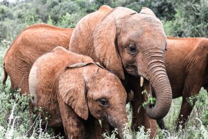 Roho und Maisha (c) Sheldrick Wildlife Trust