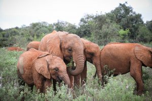 Roho, Maisha und Kiasa (c) Sheldrick Wildlife Trust