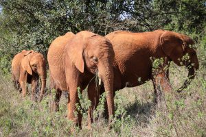 Roho, Nabulu und Kiombo (c) Sheldrick Wildlife Trust