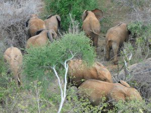 Die Waisen beim Fressen (c) Sheldrick Wildlife Trust
