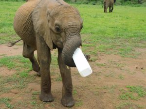 Luggard hält seine Flasche ganz allein! (c) Sheldrick Wildlife Trust