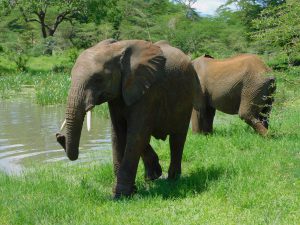 Mwashoti (c) Sheldrick Wildlife Trust