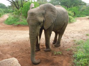 Sonje (c) Sheldrick Wildlife Trust