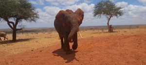 Suswa beim Dreck-Duschen (c) Sheldrick Wildlife Trust