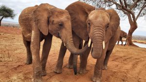 V.l.n.r.: Tagwa, Emoli (versteckt) und Ngilai (c) Sheldrick Wildlife Trust