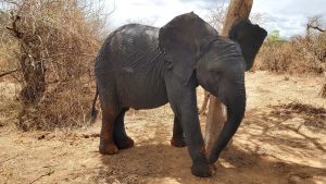 Mapia beim Schubbern (c) Sheldrick Wildlife Trust