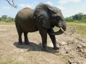 Alamaya nach dem Baden (c) Sheldrick Wildlife Trust