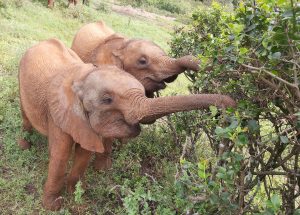 Bondeni und Kinyei (c) Sheldrick Wildlife Trust