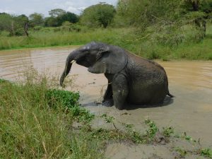 Enkesha (c) Sheldrick Wildlife Trust