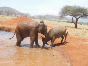Godoma und Ivia (c) Sheldrick Wildlife Trust