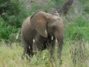 Malkia (c) Sheldrick Wildlife Trust