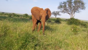 Kenia (c) Sheldrick Wildlife Trust