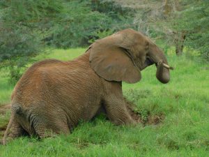 Lima Lima (c) Sheldrick Wildlife Trust