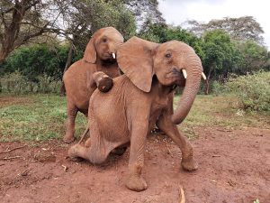 Maktao und Kiombo (c) Sheldrick Wildlife Trust