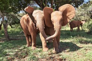Mukkoka und Naboishu (c) Sheldrick Wildlife Trust
