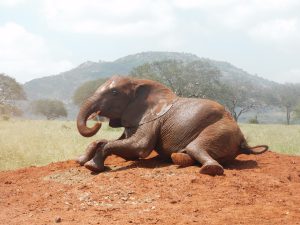 Rorogoi (c) Sheldrick Wildlife Trust