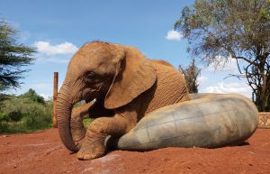 Bondeni (c) Sheldrick Wildlife Trust