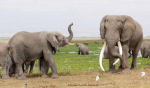 Big Tusker Craig besucht eine Elefantenfamilie