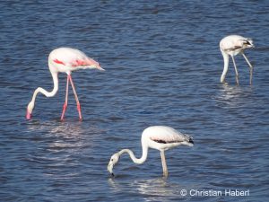 Auch Flamingos kommen in Amboseli vor