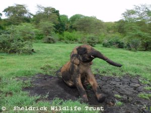 Enkesha