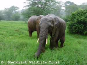 Maktao im Regen