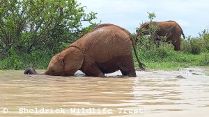 Lodo im Wasser