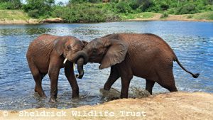 Musiara (links) und Jotto
