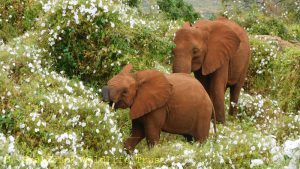 Busara (links vorn) und Mbegu